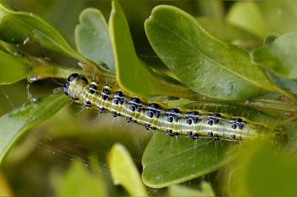 食叶害虫 以叶片为食的害虫 头条百科