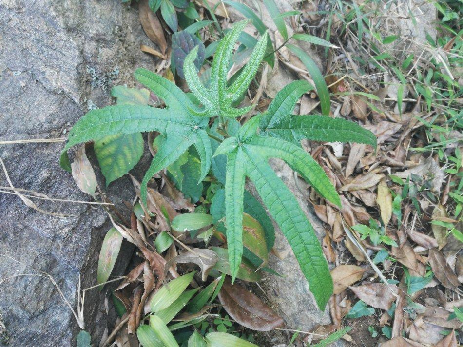 粗叶榕 - 快懂百科