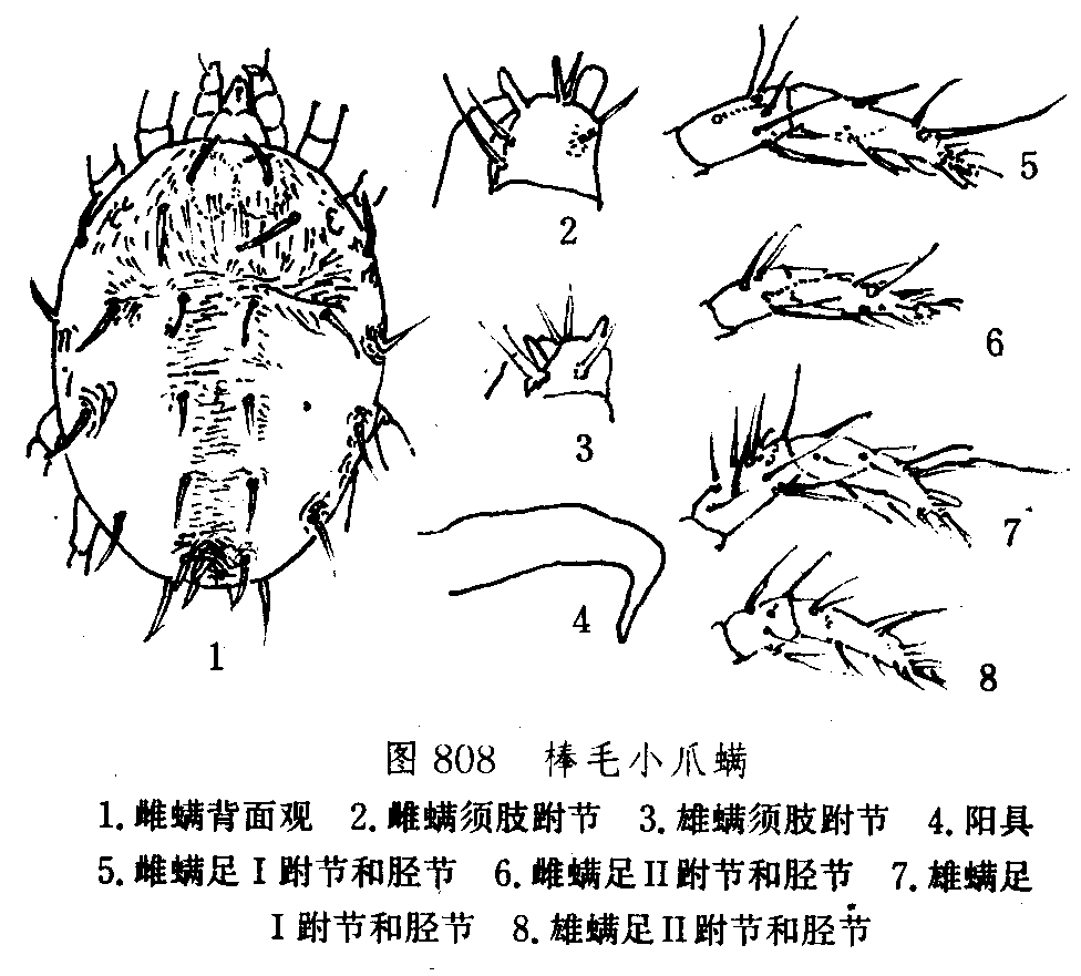 棒毛小爪螨 形态特征 分布与危害 发生规律 头条百科