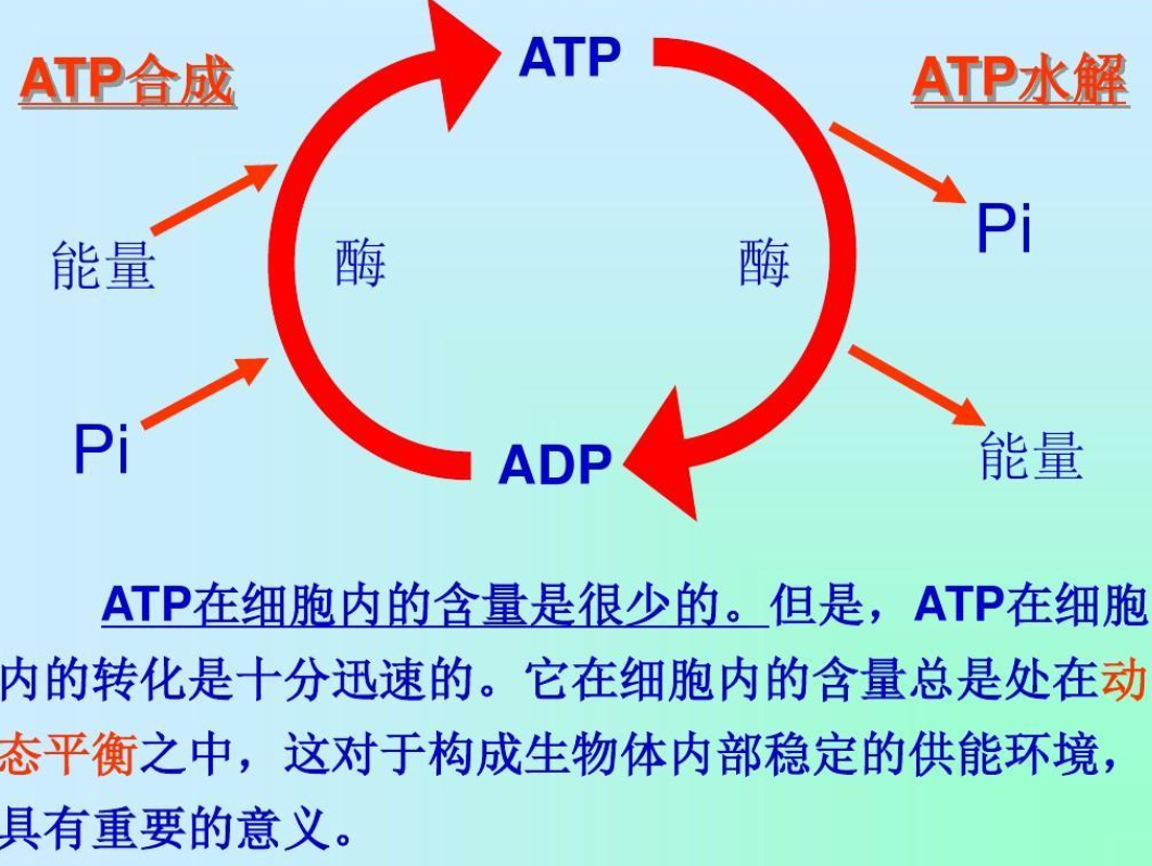 ATP水解 - 快懂百科