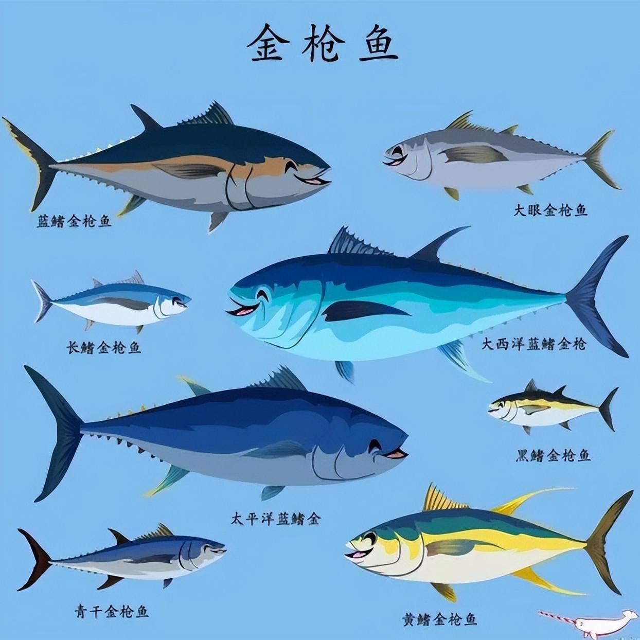 金枪鱼 - 快懂百科