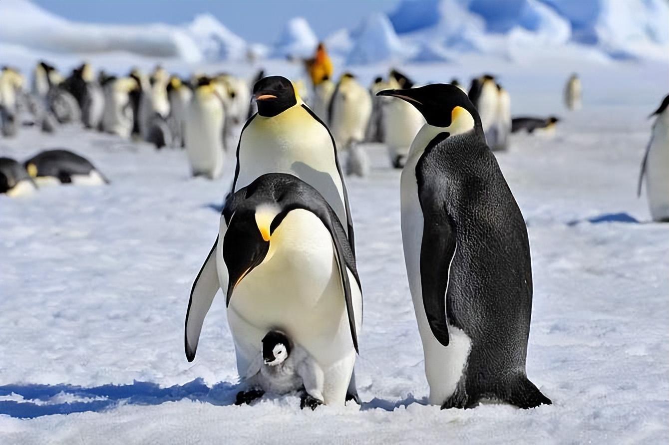 奥斯卡最佳纪录长片《帝企鹅日记》来自南极的召唤 - 马蜂窝
