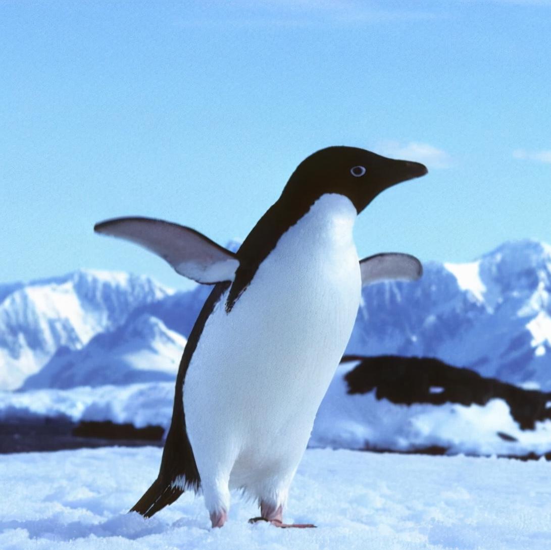 南极企鹅图片,高清图片,动物-纯色壁纸