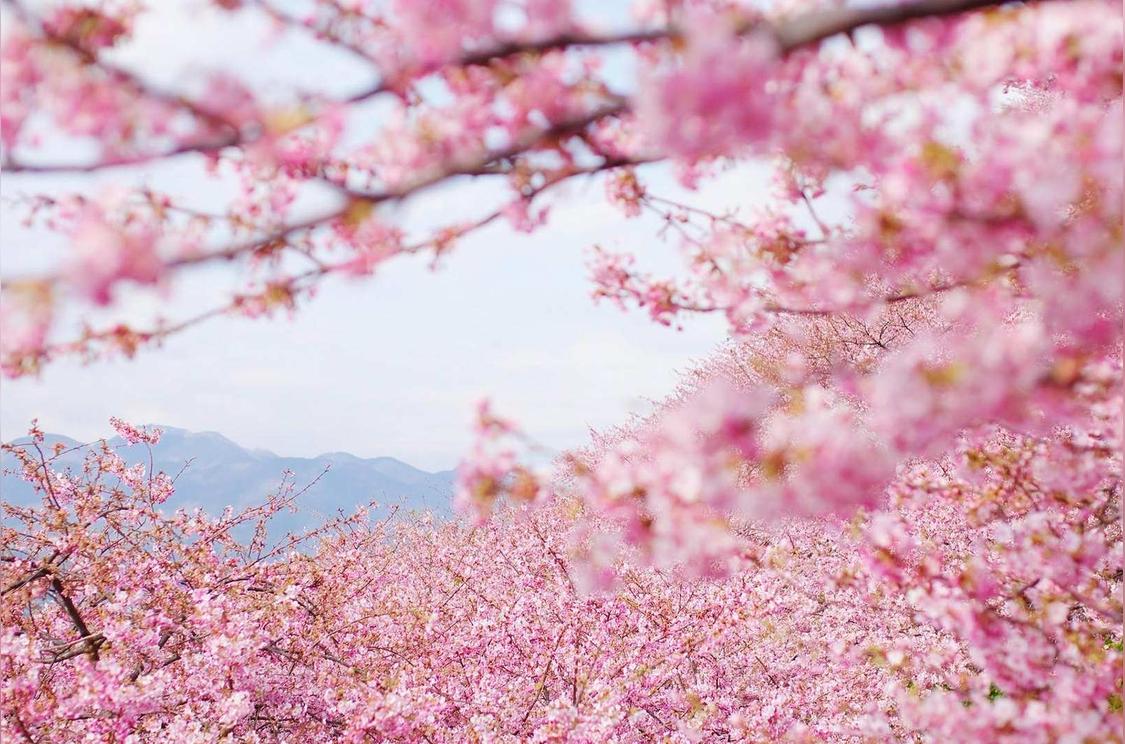 日本樱花品种 蔷薇科樱属植物 头条百科