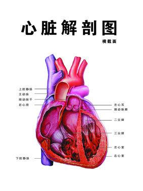 右心房 快懂百科