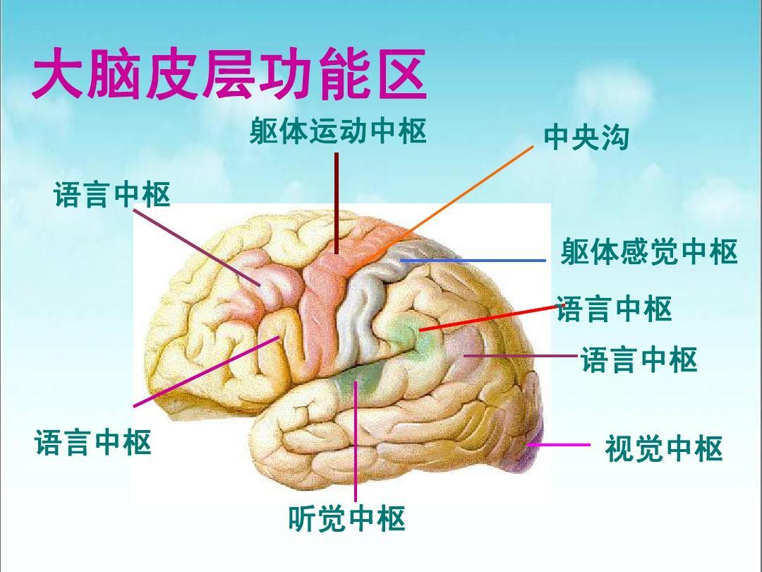 运动中枢 - 快懂百科