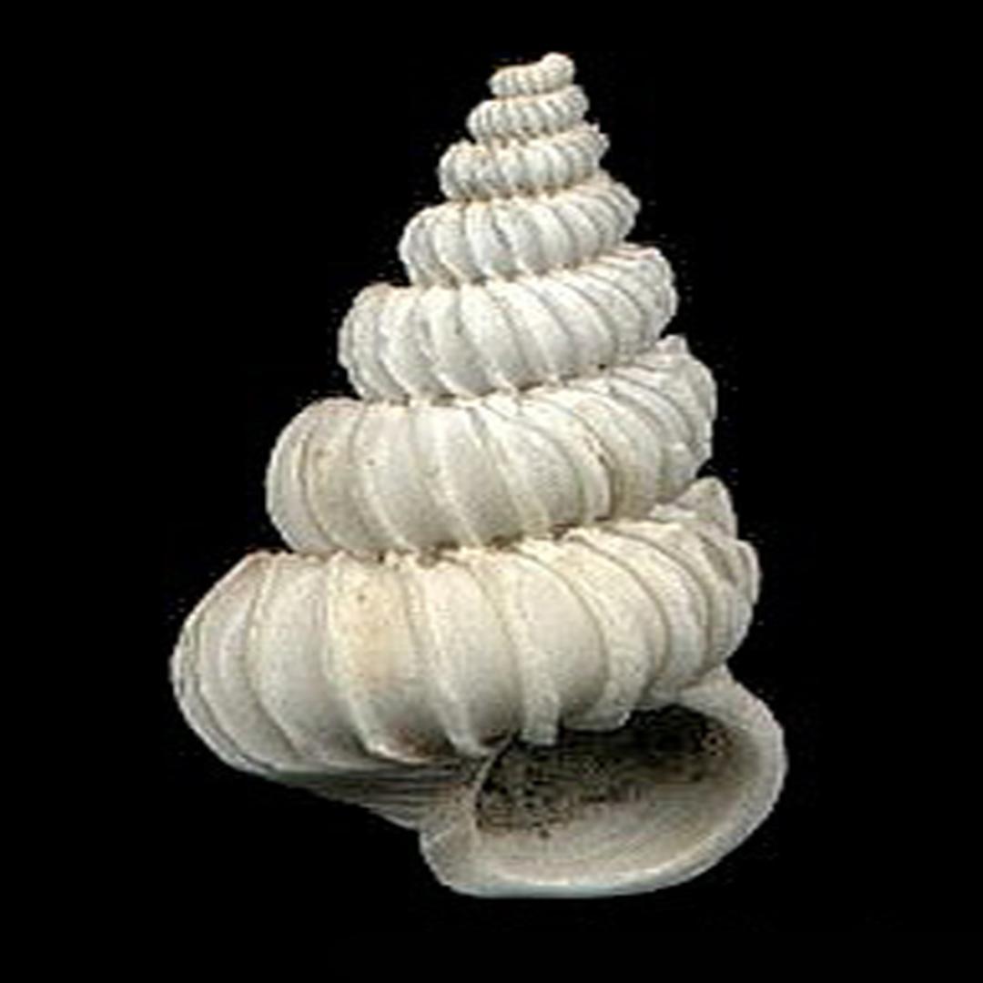 印第安纳海蛳螺