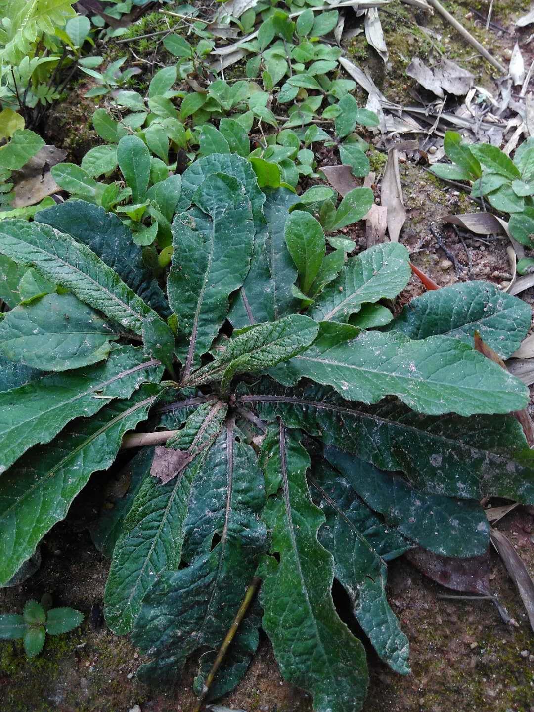 苦地胆 快懂百科