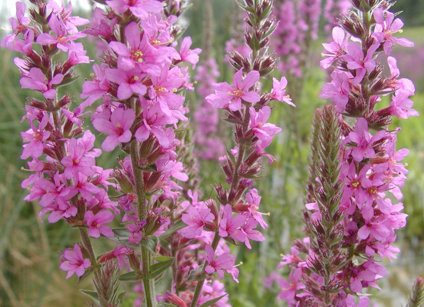 败毒草 快懂百科