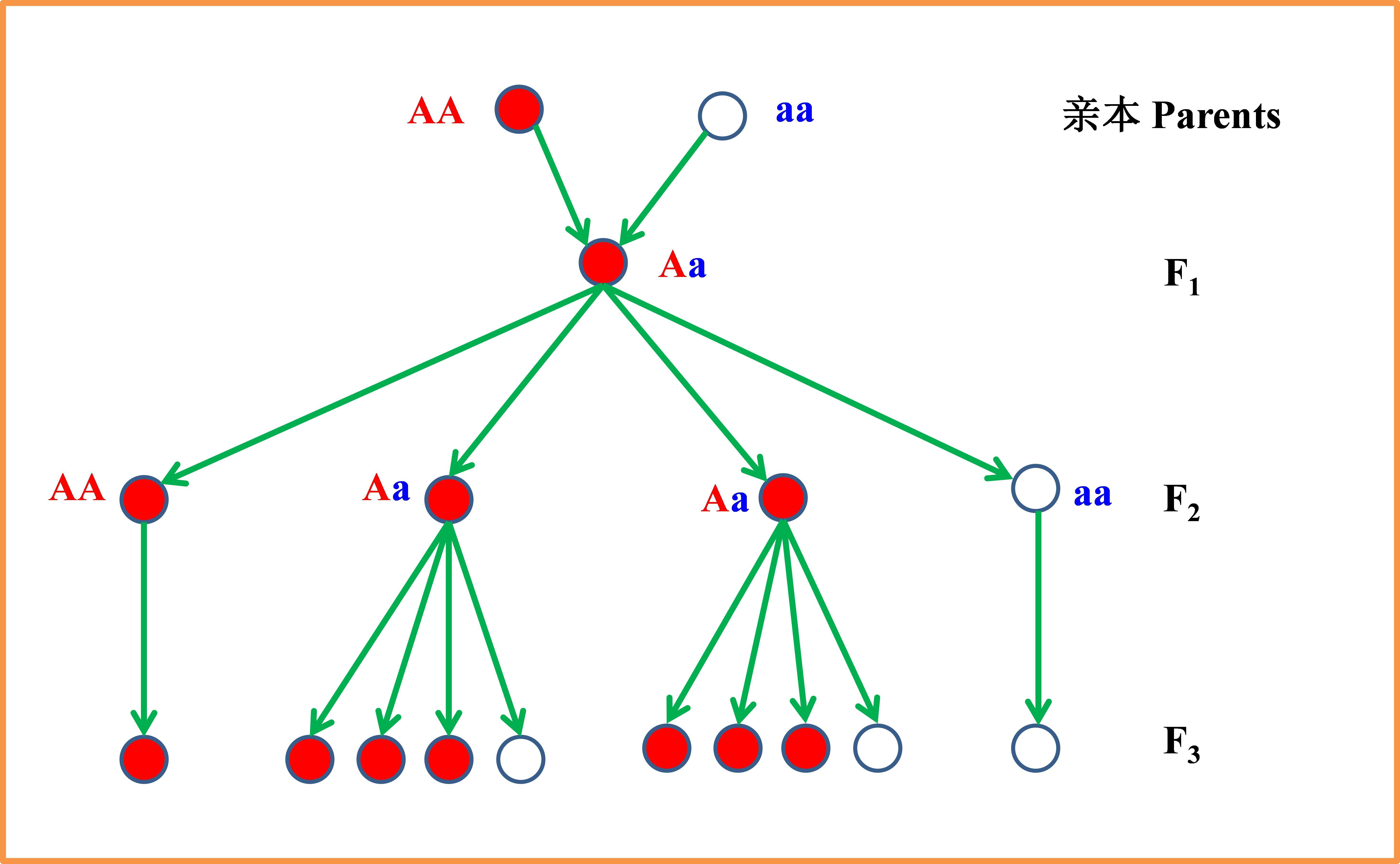 孟德尔表示3与1之比的杂交试验图解