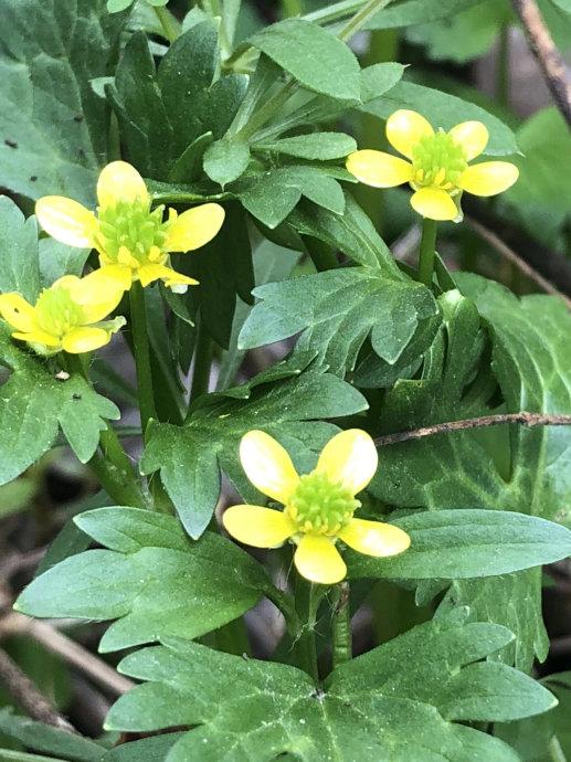 猫爪草 快懂百科