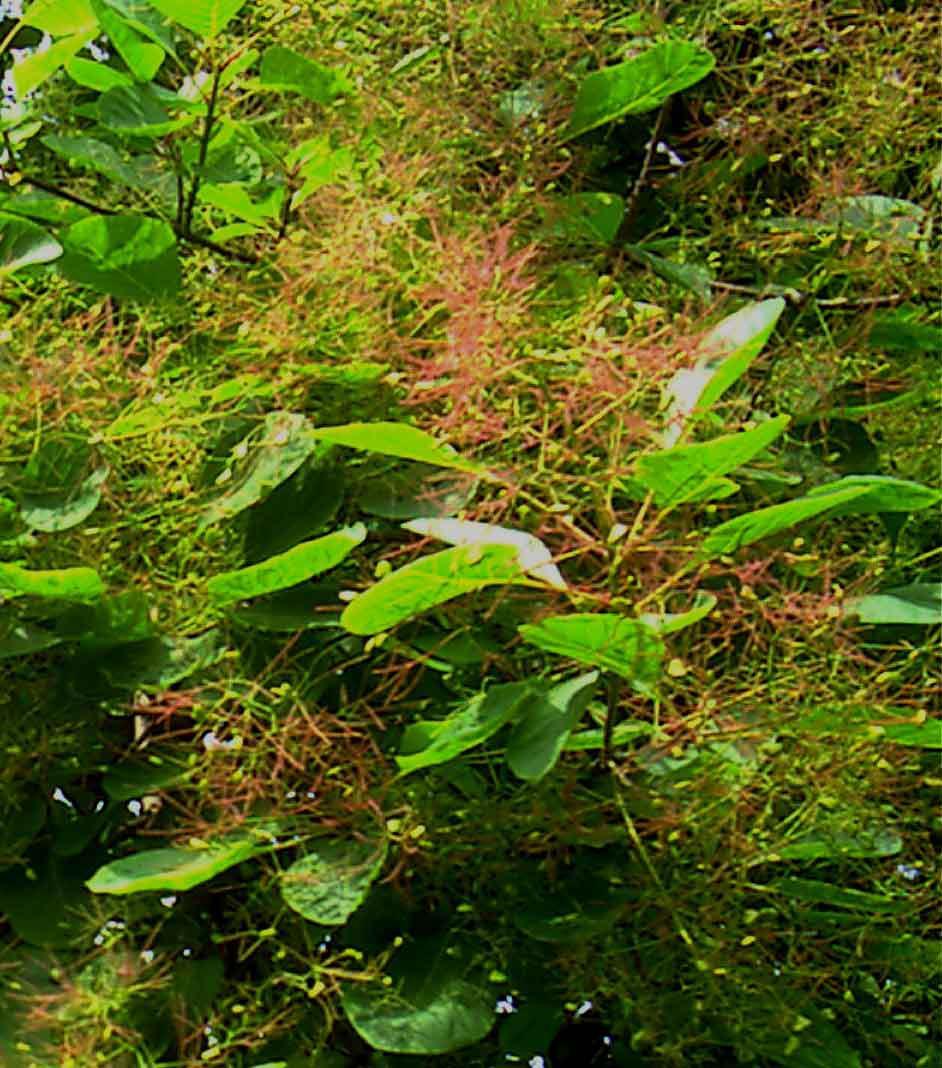 炮制干漆是生漆中的漆酚在虫漆酶(laccase)的作用下