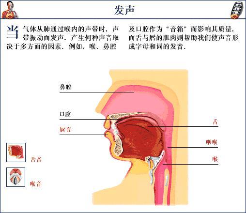 喉咙 快懂百科