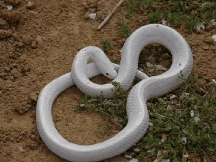 岩国白蛇 快懂百科