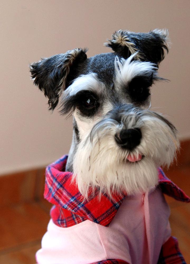 小型雪纳瑞犬 快懂百科