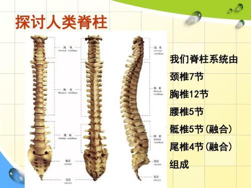 脊椎矫正 临床应用 脊椎矫正学 中医的认识 头条百科