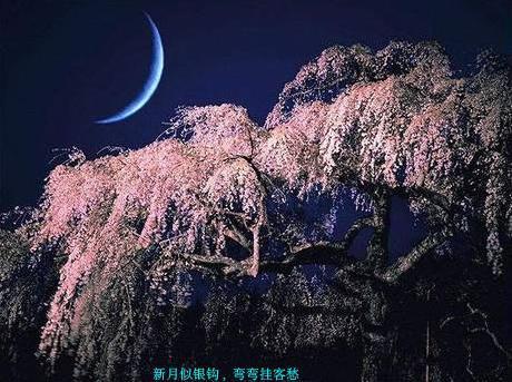 新月 快懂百科