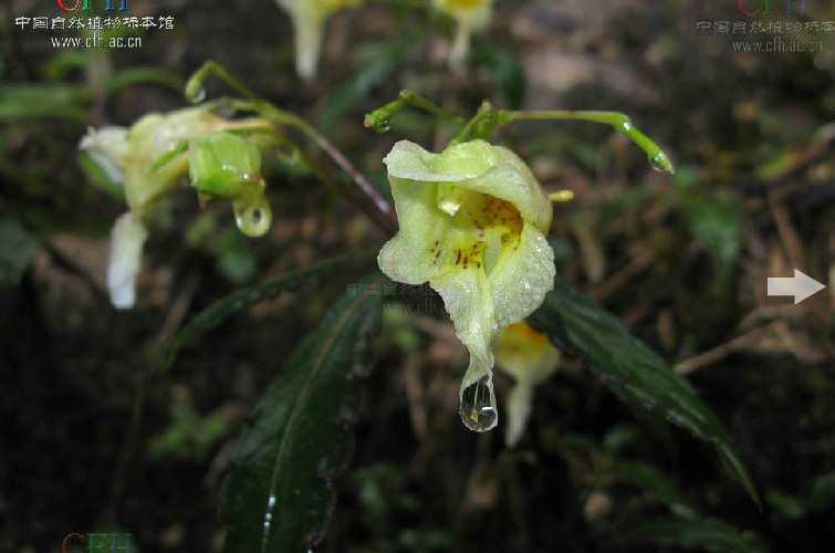 紫花凤仙花 紫花凤仙花 头条百科