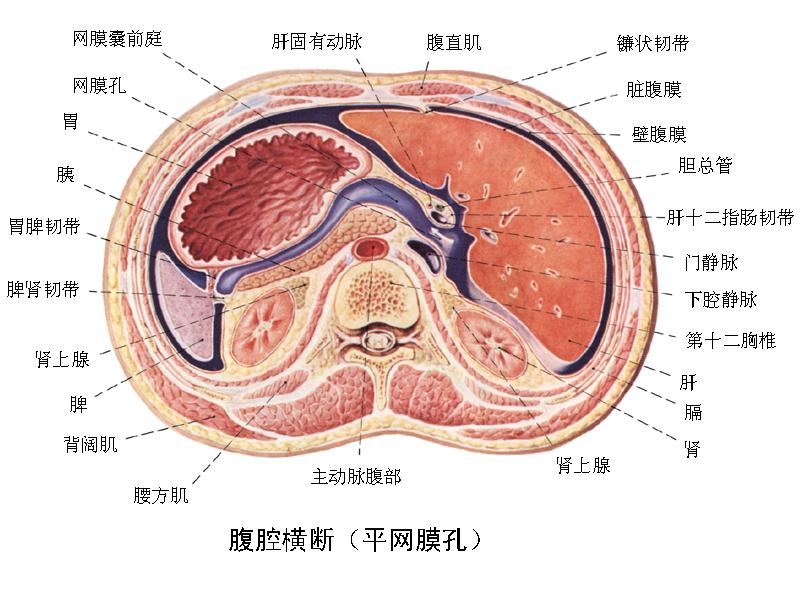 腹壁深筋膜图片