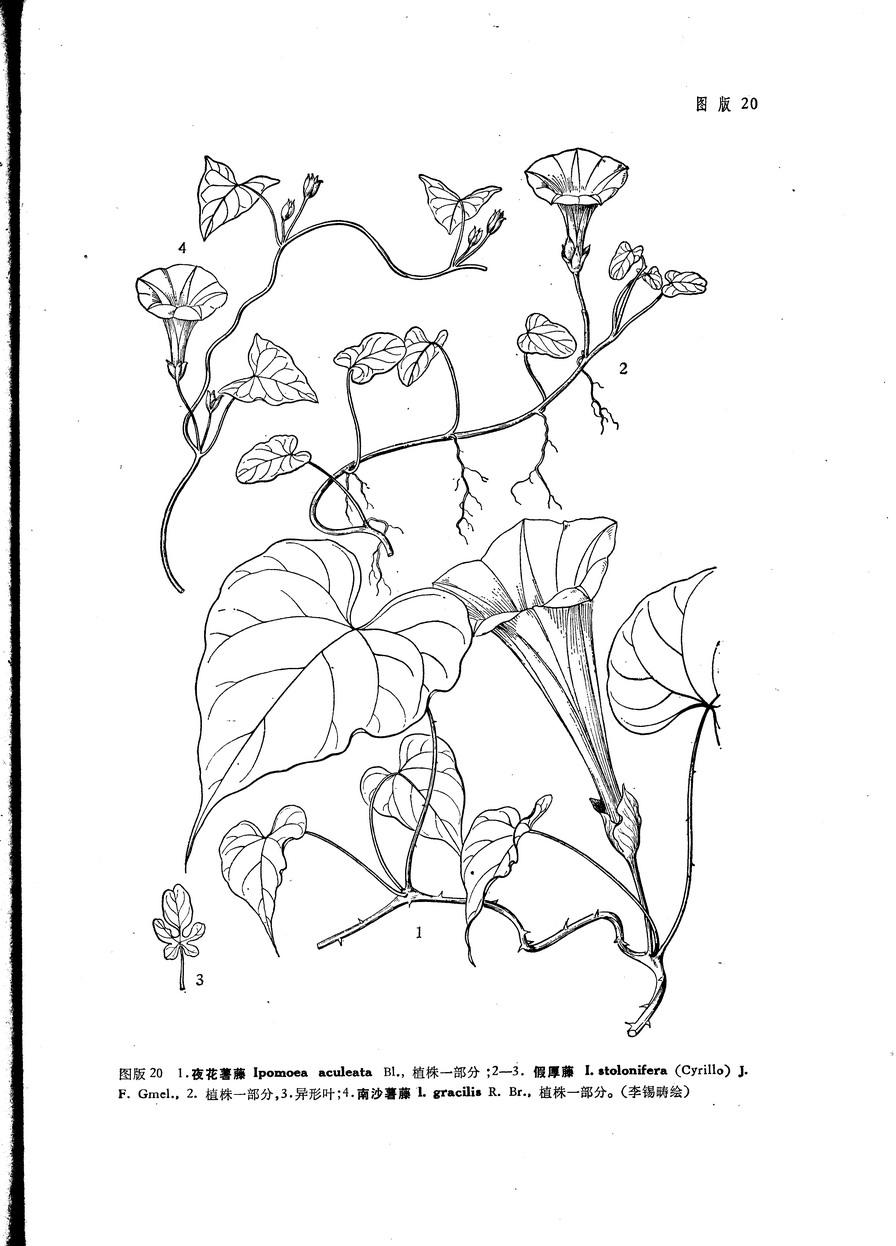 南沙薯藤 快懂百科