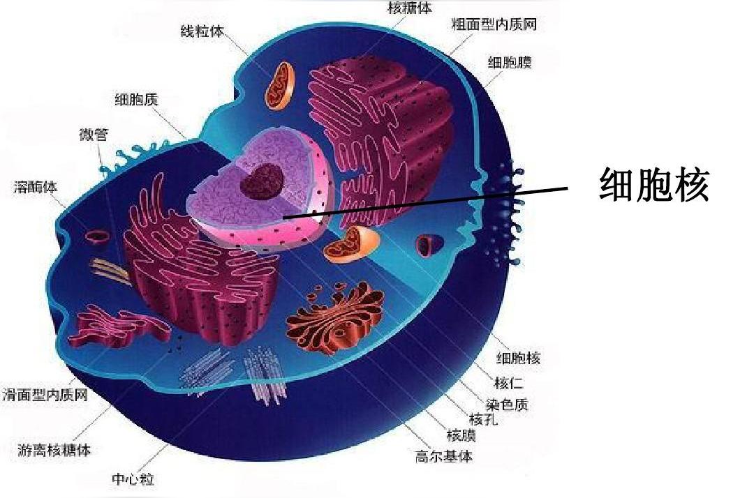 细胞核 细胞遗传与代谢的调控中心 头条百科