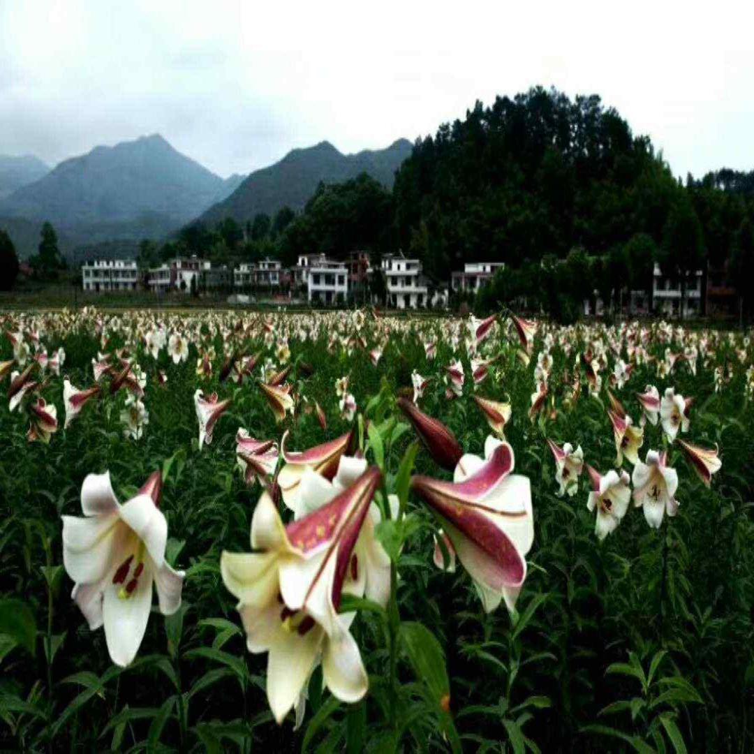 最も欲しかった 百合球根動森 誕生日ライン友達