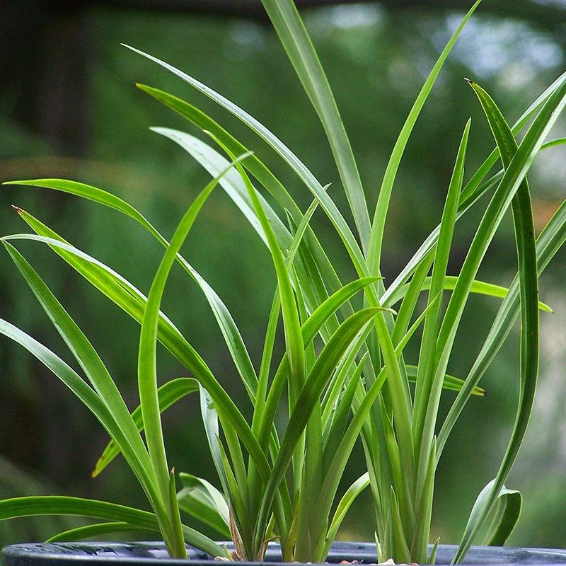 素心兰 快懂百科