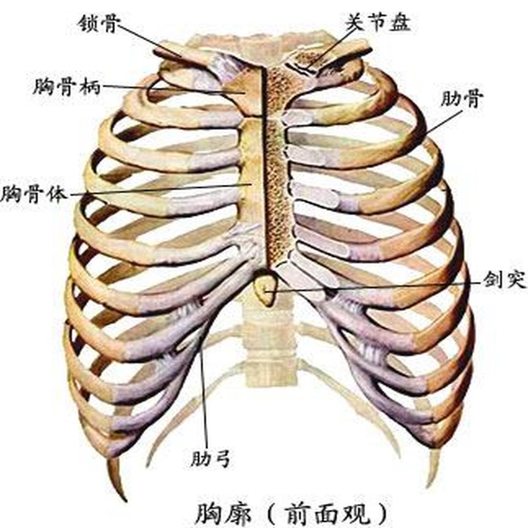 胸骨图片位置示意图图片