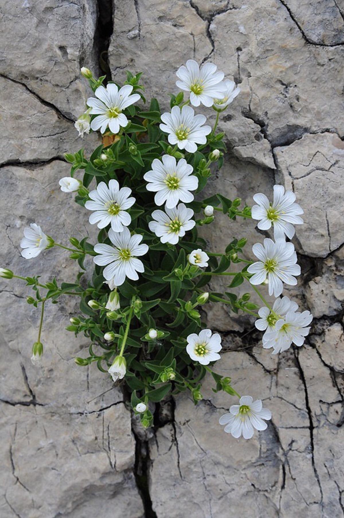 花 快懂百科