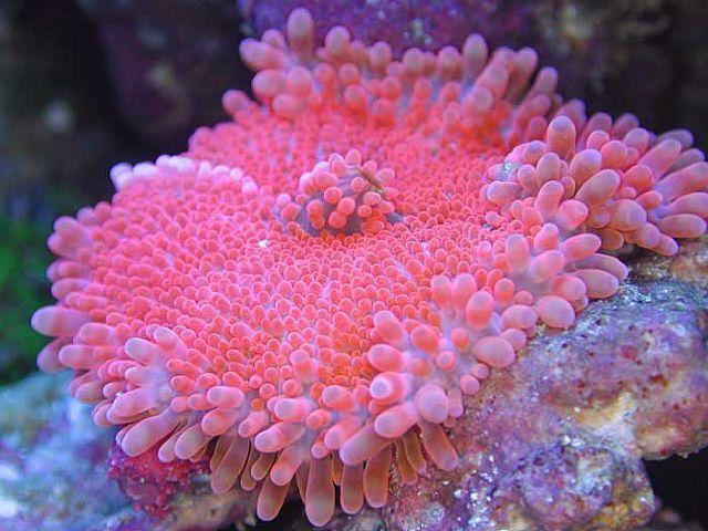 海底珊瑚 快懂百科