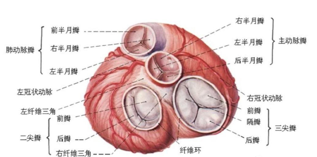 半月瓣 快懂百科