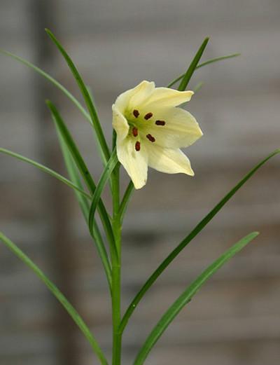 小百合 快懂百科