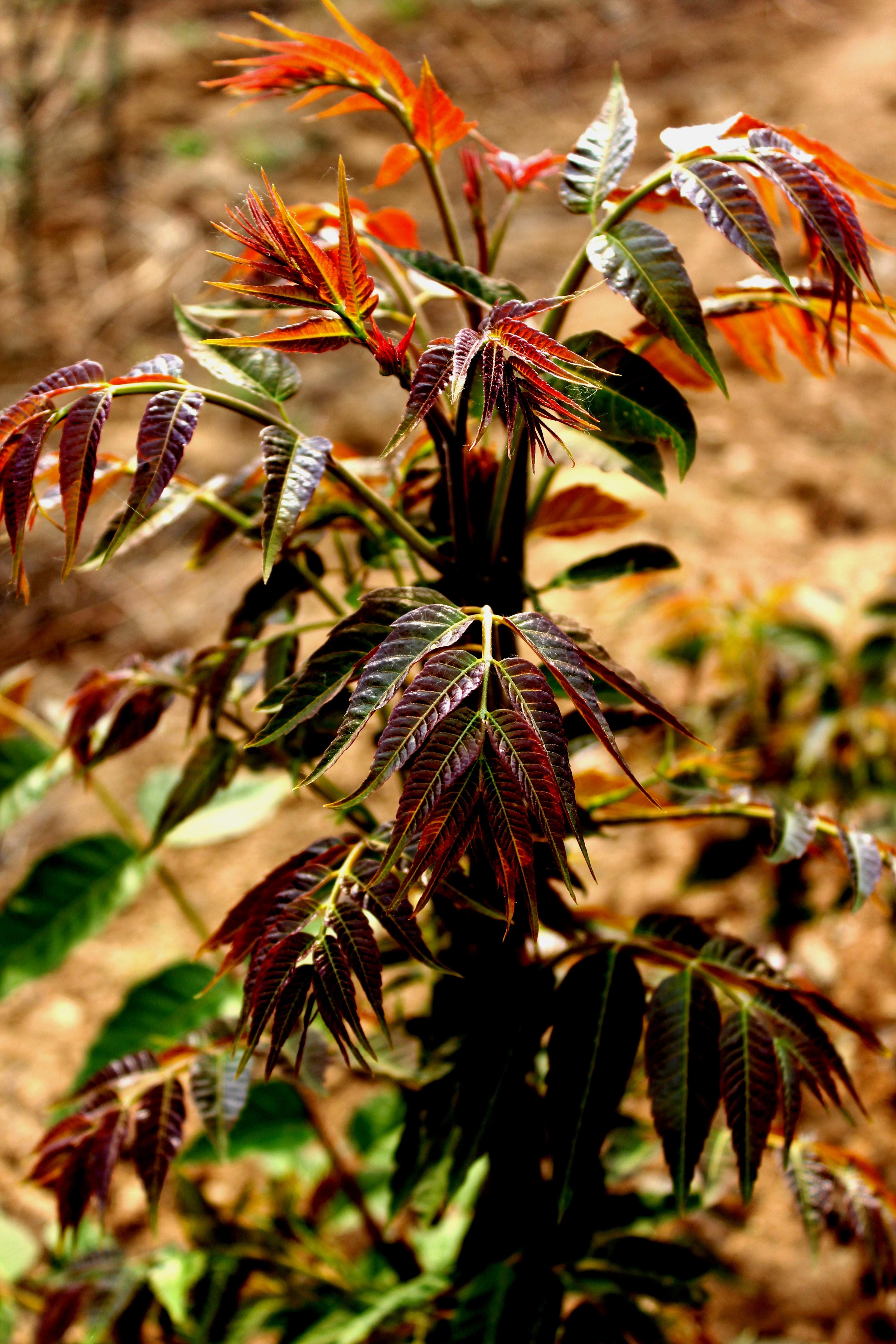 香椿-丽江园林绿化植物-图片
