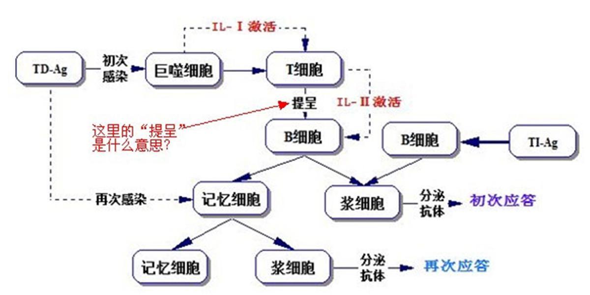体液免疫反应 - 快懂百科