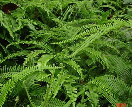 假二叉分枝 互动百科