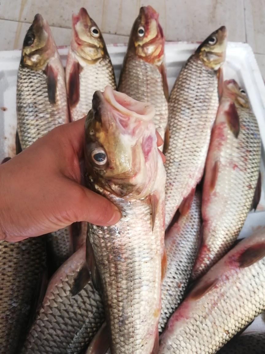 厚唇裸重唇鱼 快懂百科