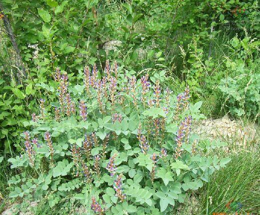 洋甘草 快懂百科