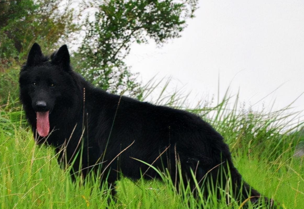 蒲公英花海与一只黑色的牧羊犬图片 - 免费可商用图片 - CC0素材网