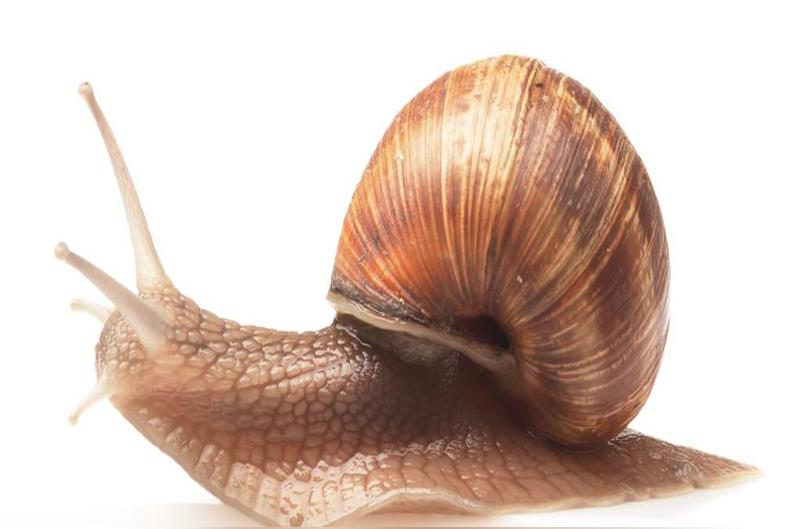 软体动物 无脊椎动物软体动物门动物 头条百科