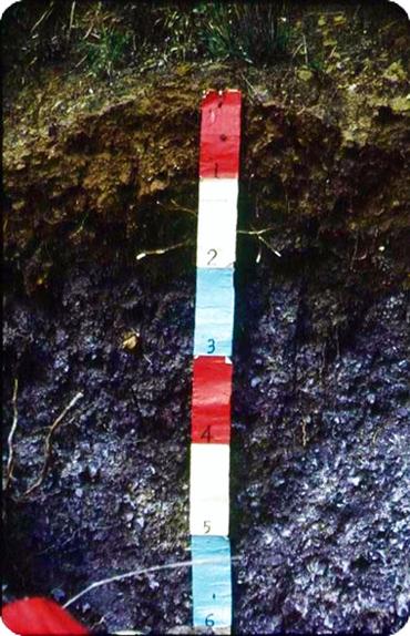 初育土 快懂百科