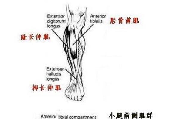 胫骨前肌 快懂百科