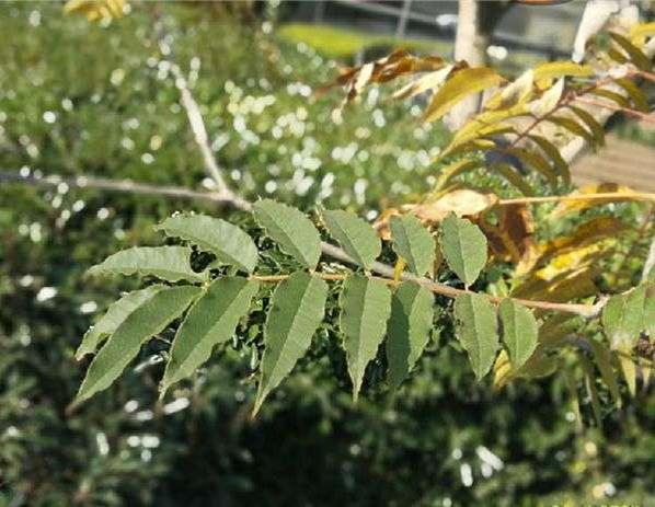 椿叶花椒 芸香目芸香科植物 头条百科