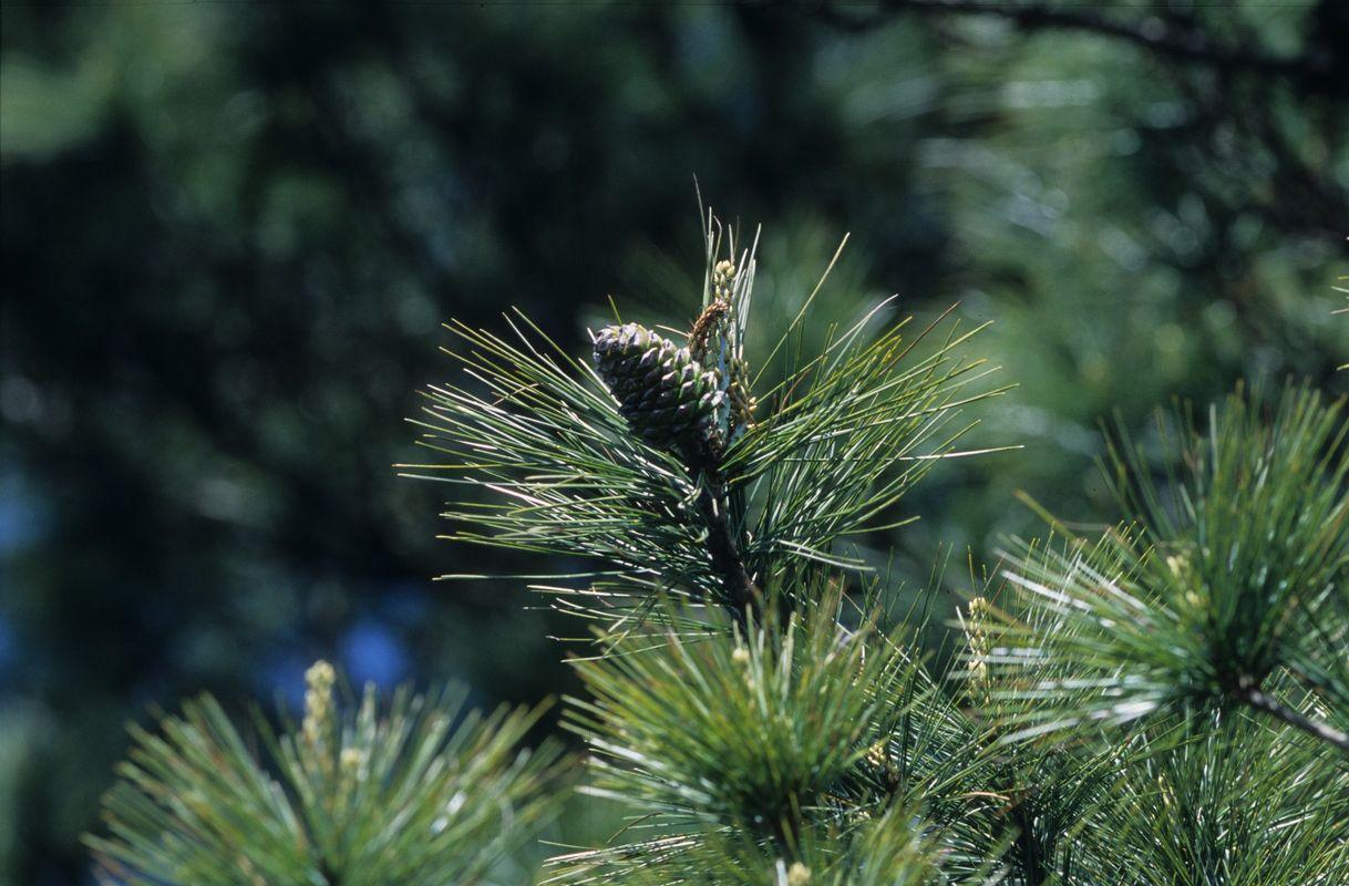 台湾果松 快懂百科