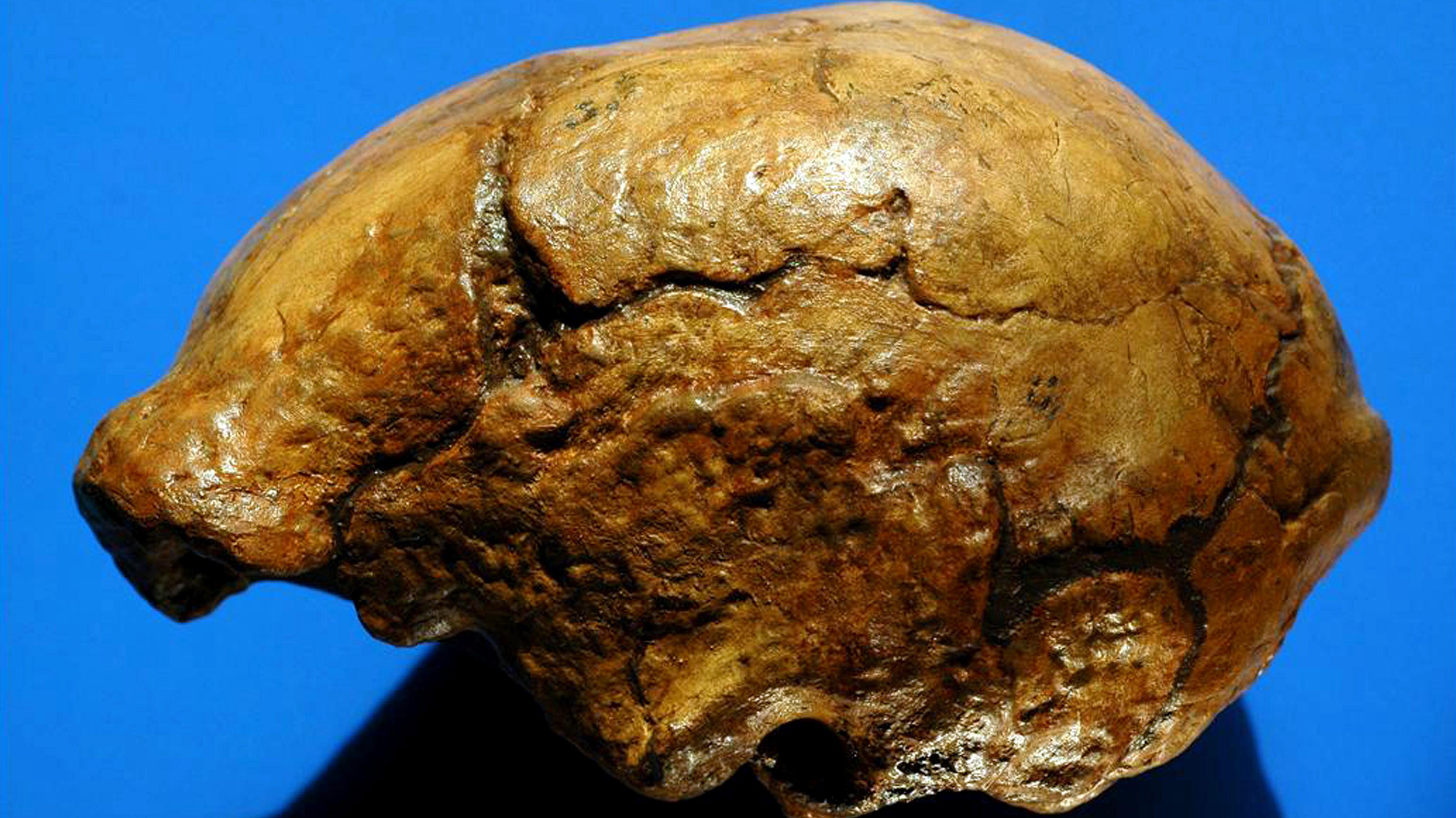 历史上的今天11月3日_1964年蓝田猿人头盖骨发现。