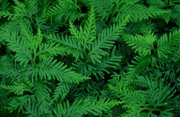 (图)箭形叶 南方生 亚热带厥草