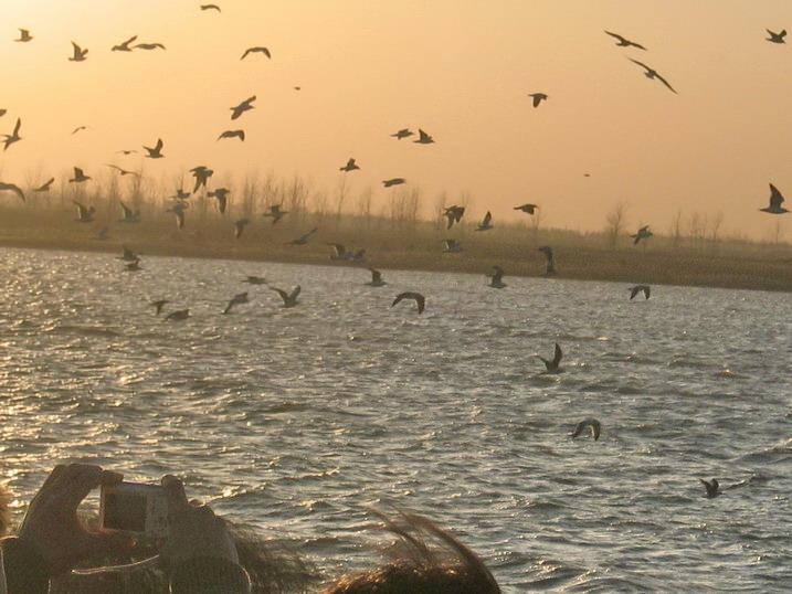 启东长江口湿地保护区 - 快懂百科