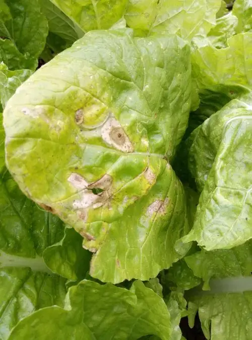 大白菜霜霉病 快懂百科