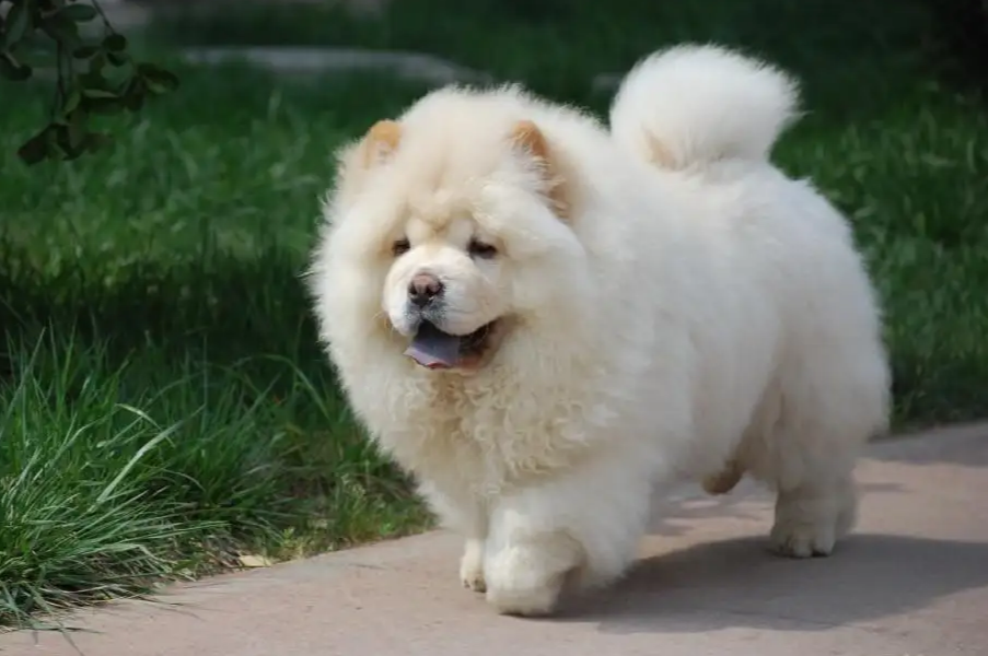 白色松狮犬图片