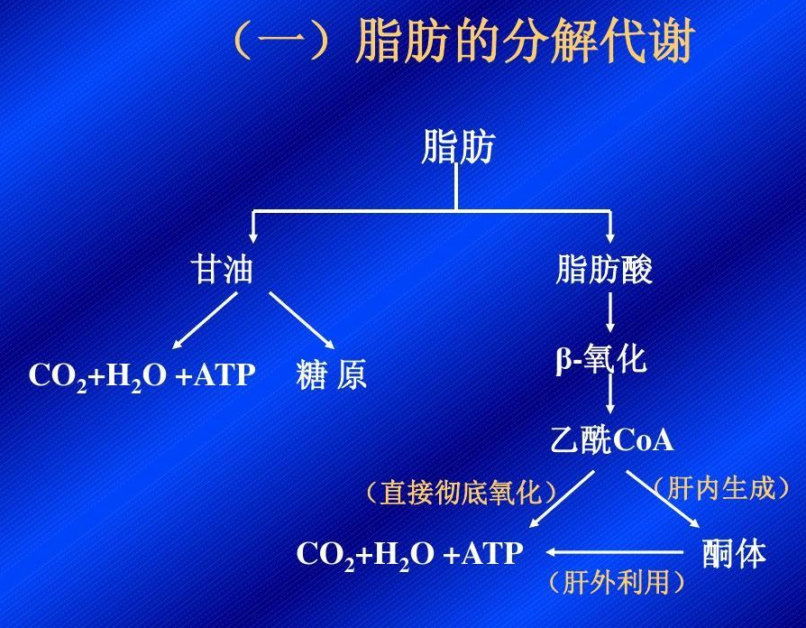 脂肪代谢 快懂百科