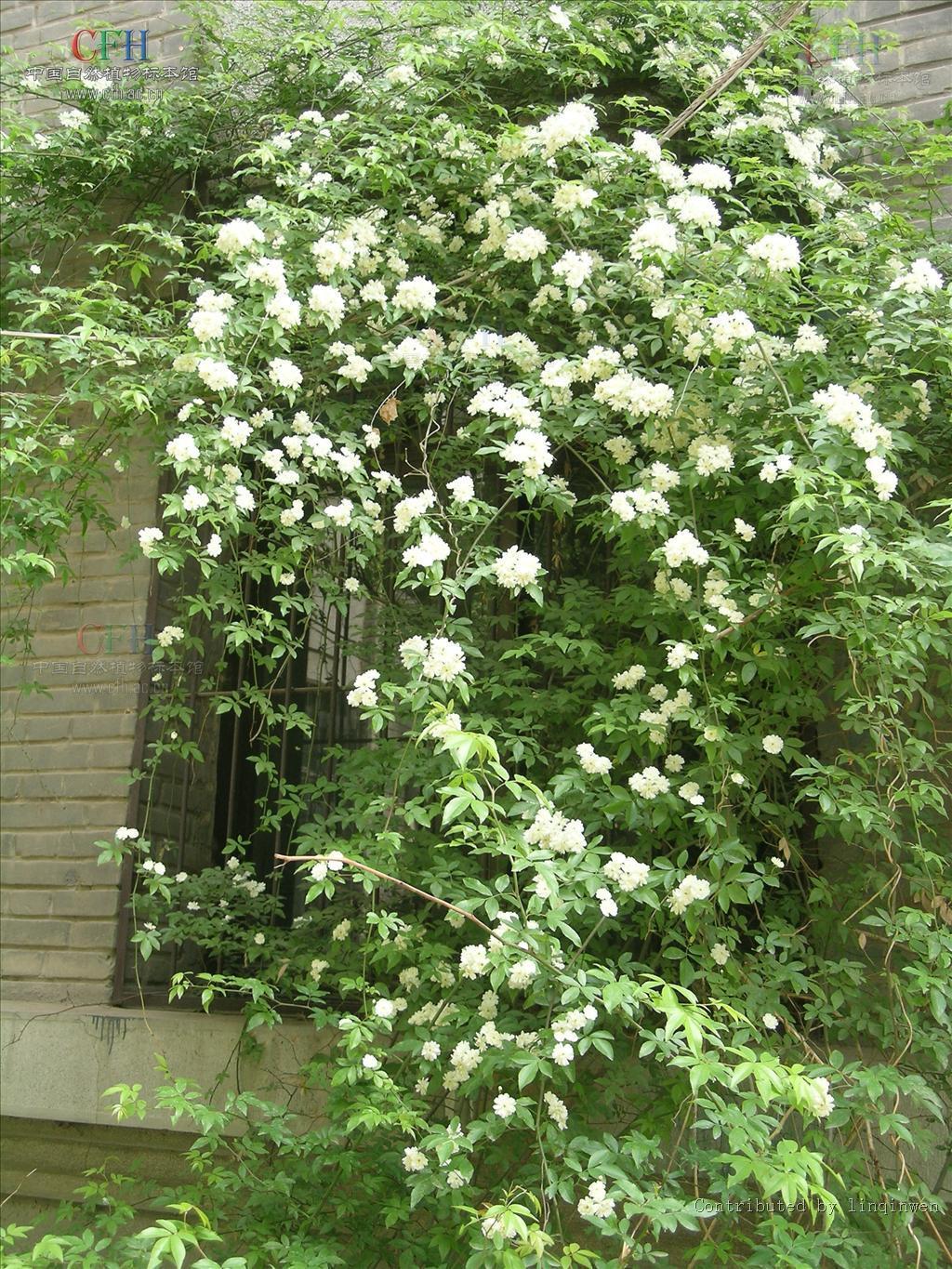 木香藤 快懂百科